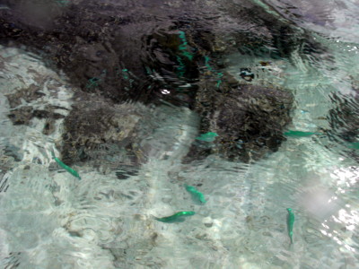 海面から撮影した魚1