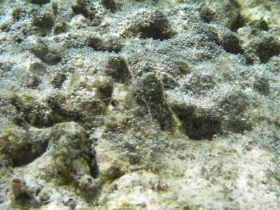 サンゴ礁3