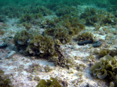 サンゴ礁4